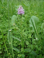 Dactylorhiza fuchsii