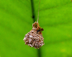 Microstigmus
