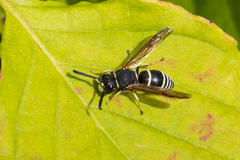 Euodynerus leucomelas