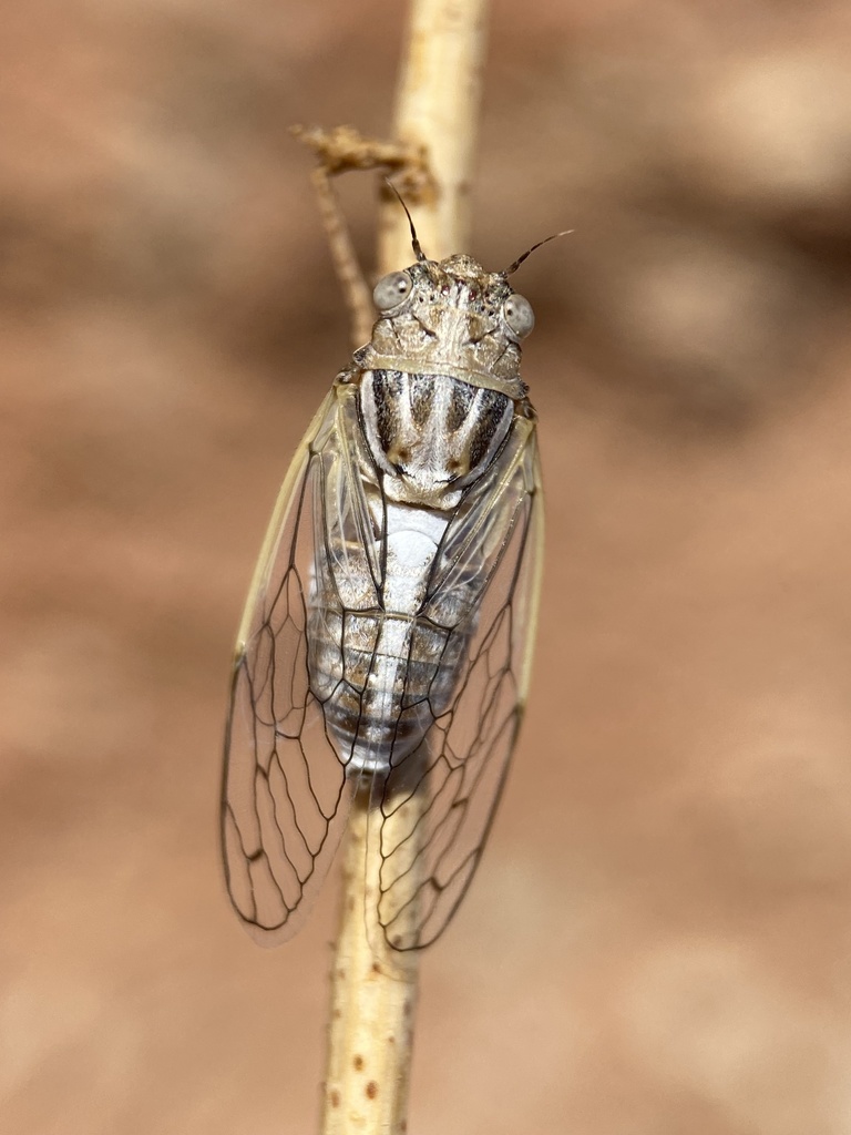 Beameria ansercollis