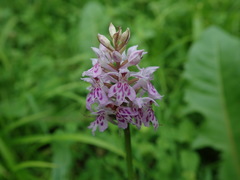 Dactylorhiza fuchsii