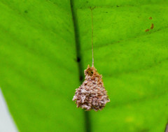 Microstigmus