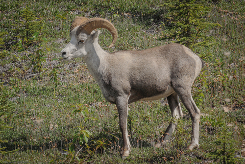 Thinhorn Sheep