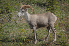 Dall's Sheep photo 2