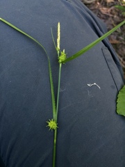 Carex × subviridula