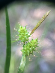 Carex × subviridula