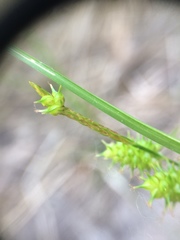 Carex × subviridula