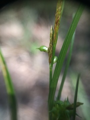 Carex × subviridula