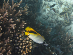 Chaetodon oxycephalus