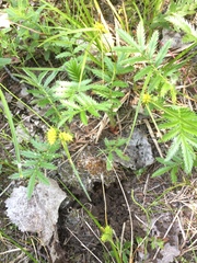 Carex × subviridula