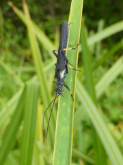Austroperla cyrene