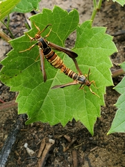 Vitacea polistiformis