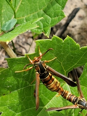 Vitacea polistiformis