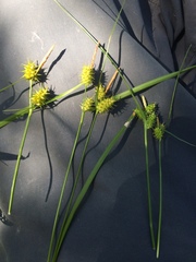 Carex × subviridula