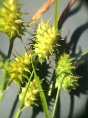 Carex × subviridula