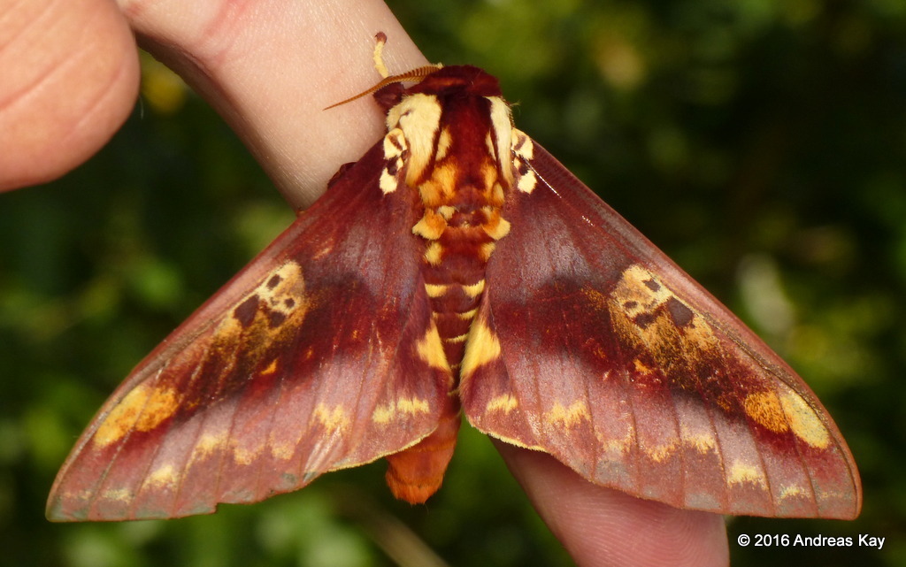 Citheronia phoronea