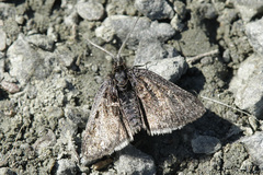 Metaxmeste schrankiana