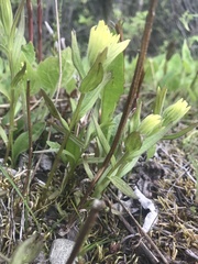 Castilleja pallida caudata