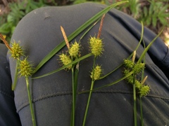Carex × subviridula