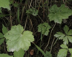 Heuchera alba