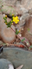 Hypericum tomentosum