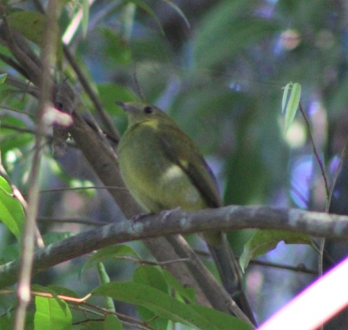 Helmeted Manakin (Chiroxiphia galeata), photo 7