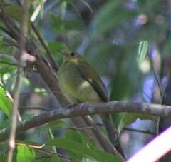 Antilophia galeata
