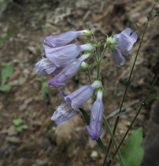 Penstemon canescens