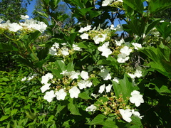 Viburnum trilobum image