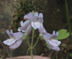 Penstemon canescens