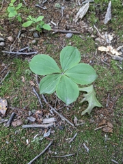 Isotria verticillata