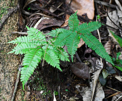 Adiantum humile