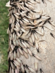 Reticulitermes flavipes