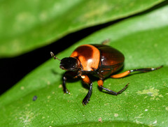 Canthon luteicollis