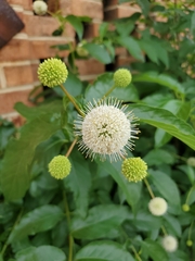 Cephalanthus occidentalis