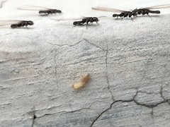 Reticulitermes flavipes