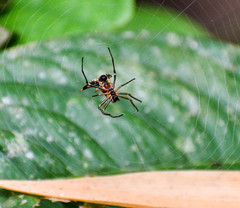 Micrathena acuta