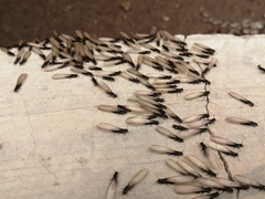 Reticulitermes flavipes