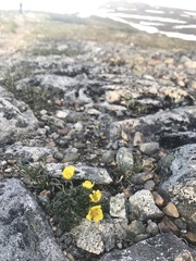 Potentilla subvahliana