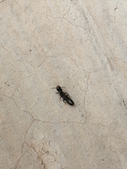 Reticulitermes flavipes