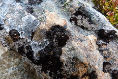 Umbilicaria cylindrica