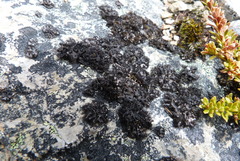 Umbilicaria cylindrica