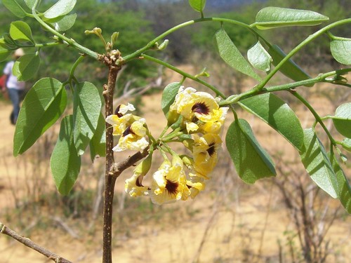 Pterocarpus villosus