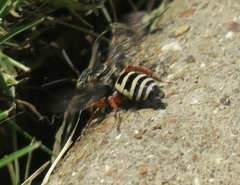 Triepeolus subnitens