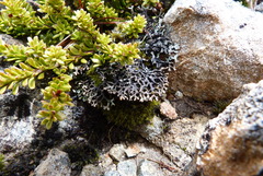 Hypogymnia lugubris