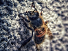 Apis mellifera