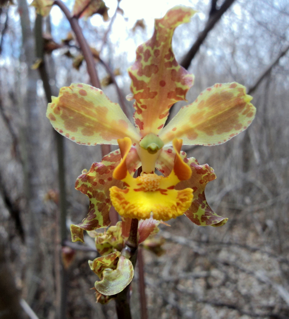 Cyrtopodium holstii