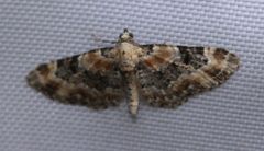 Eupithecia pulchellata