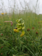 Lathyrus pratensis