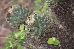 Coryphantha octacantha